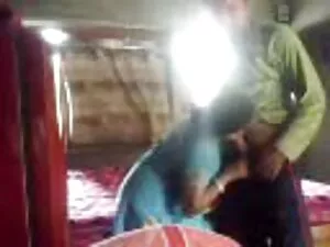 Kucing Asia berbulu  ...